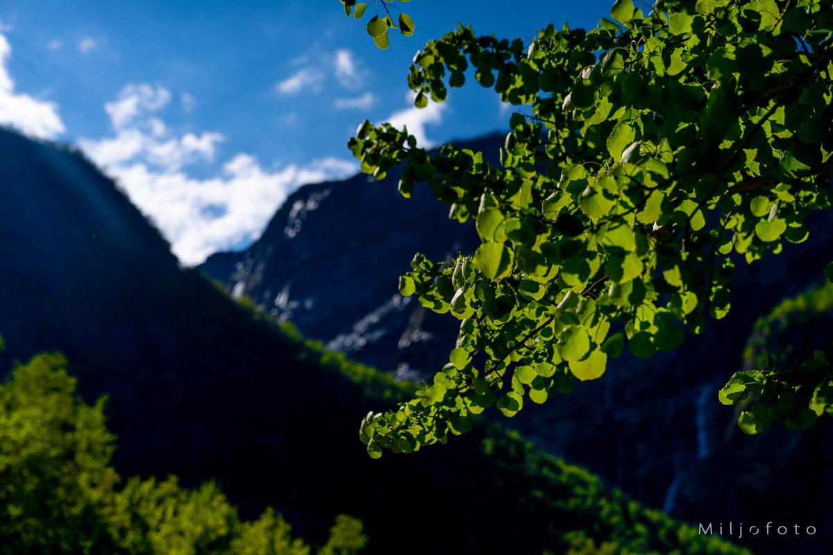 Hardanger (26)