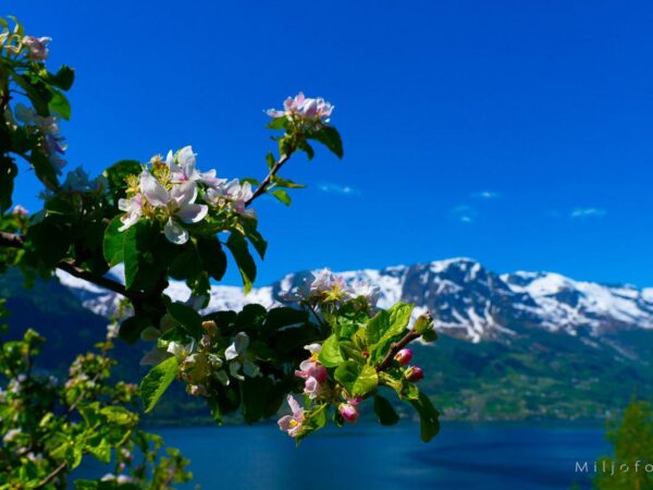 Fruktblomstring i Hardanger