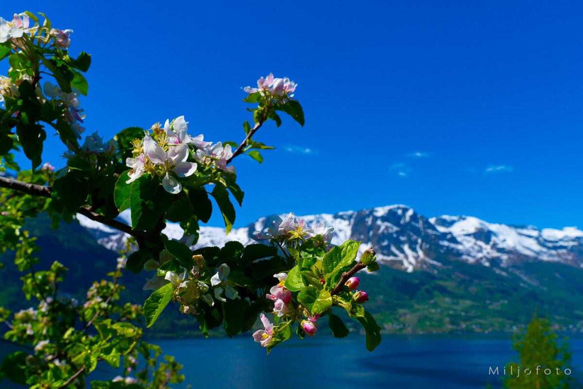 Fruktblomstring i Hardanger
