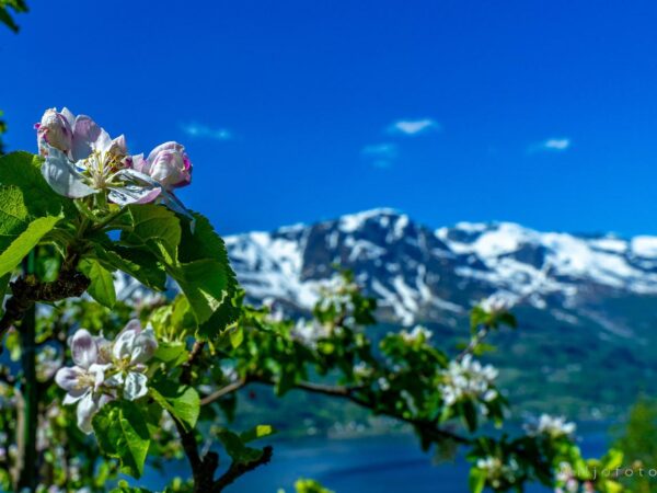 Hardanger (37)