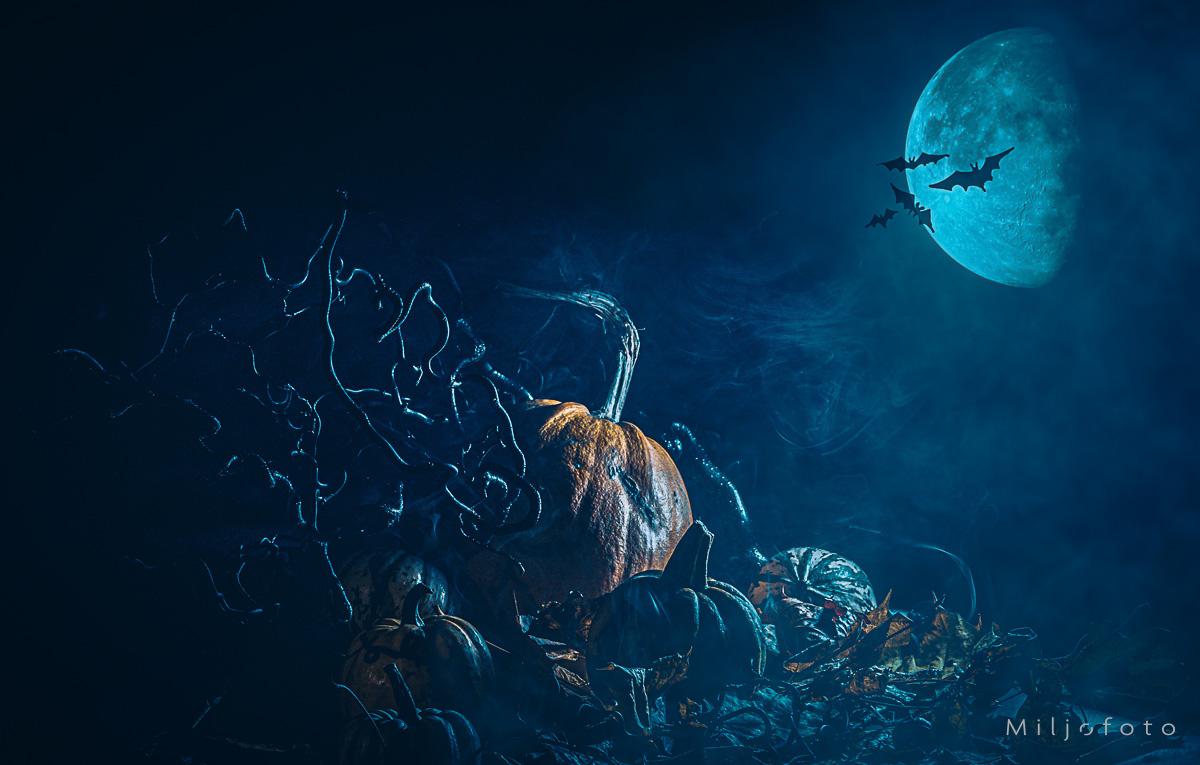 Halloween (5) Halloween (5)