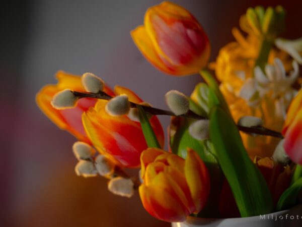 tulipaner