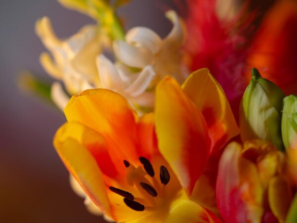 Tulipan