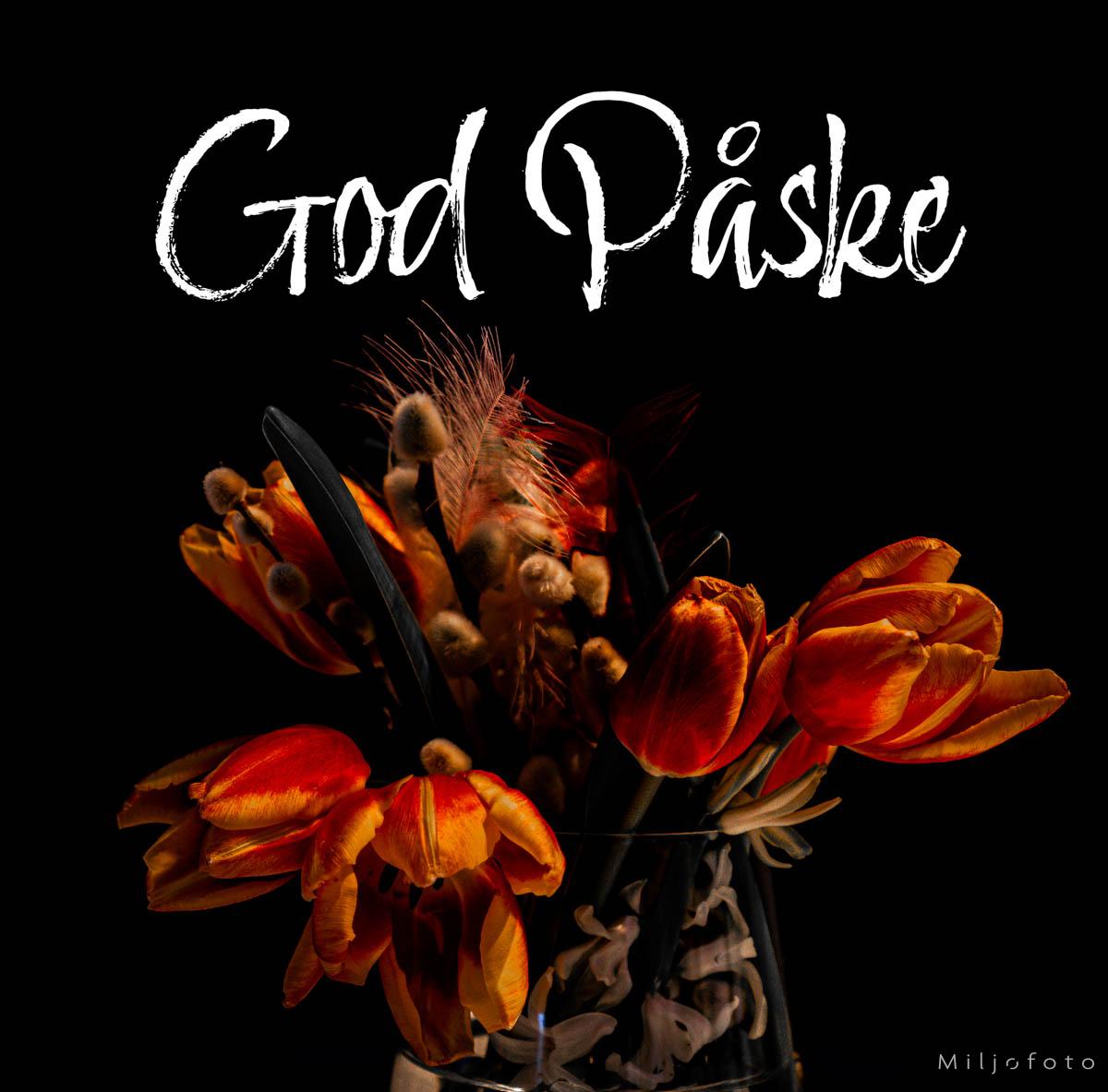 Tulipaner til påske Tulipaner til påske