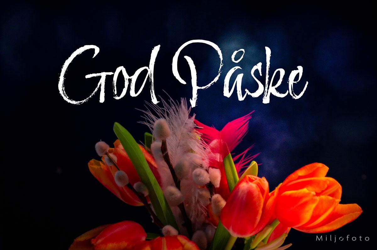 Påskeblomster Påskeblomster