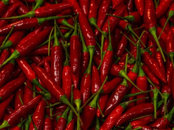 Chili Buena Mulata (80 000-100 000 scv)