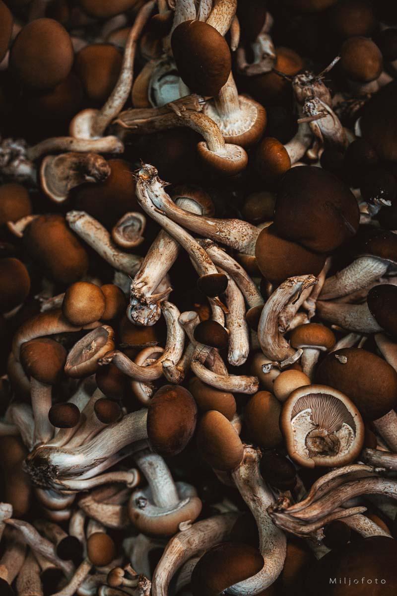 Chiodini-sopp Chiodini-sopp