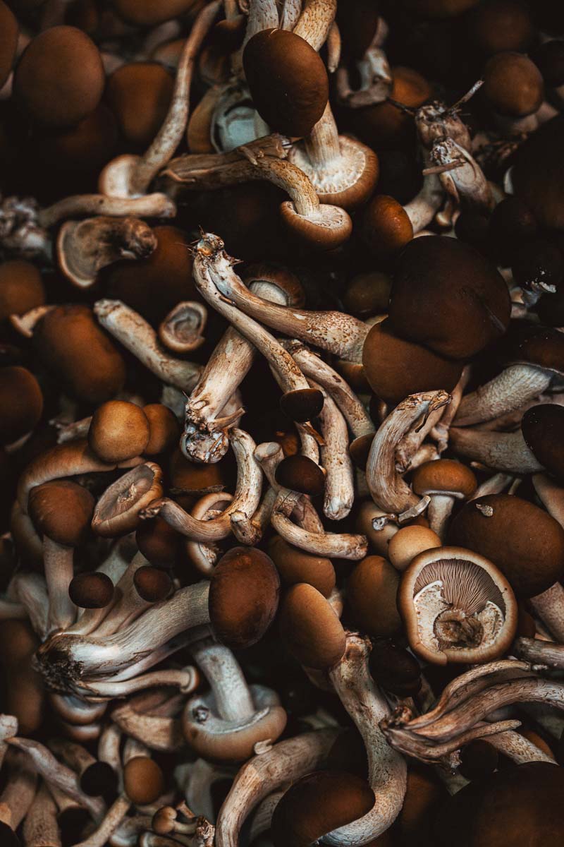 Chiodini-sopp Chiodini-sopp