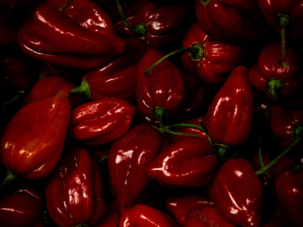 Habanero chili