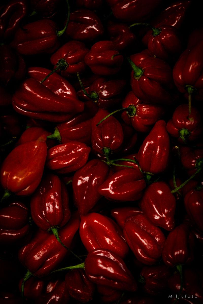 Habanero chili