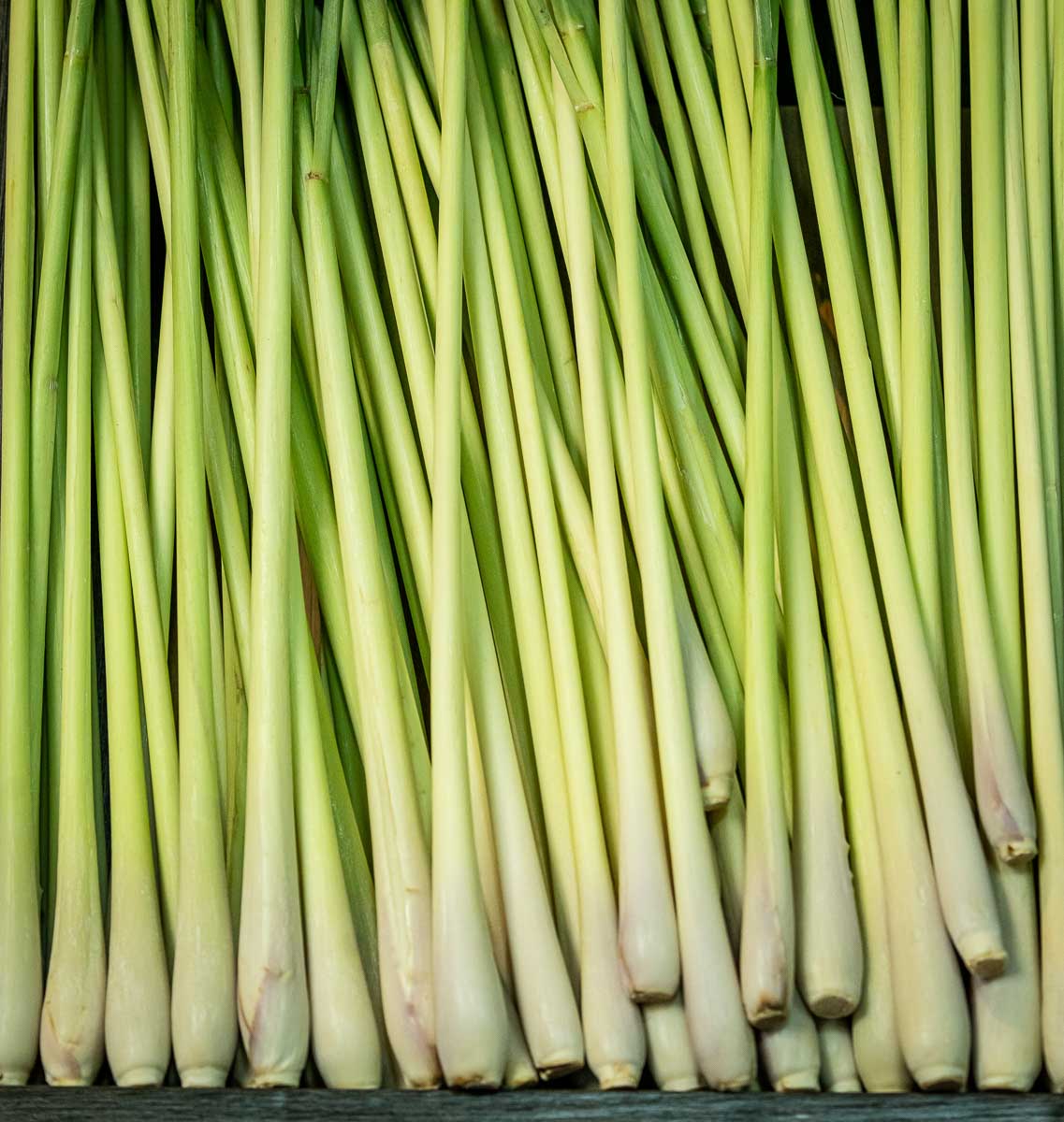 Sitrongress Sitrongress