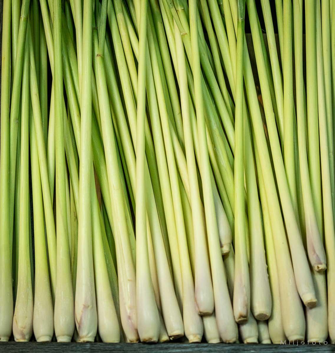 Sitrongress Sitrongress