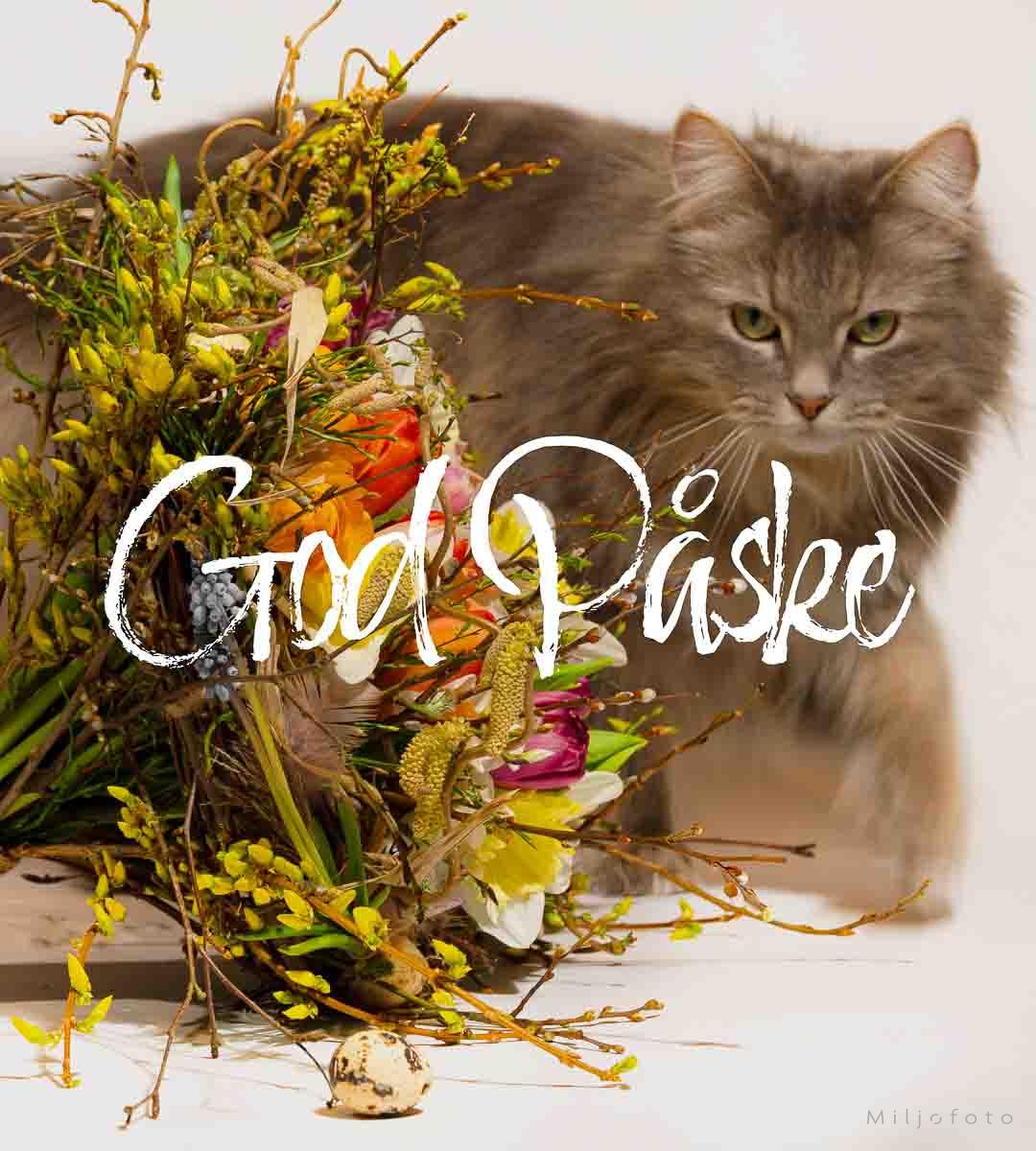 God påske med katt