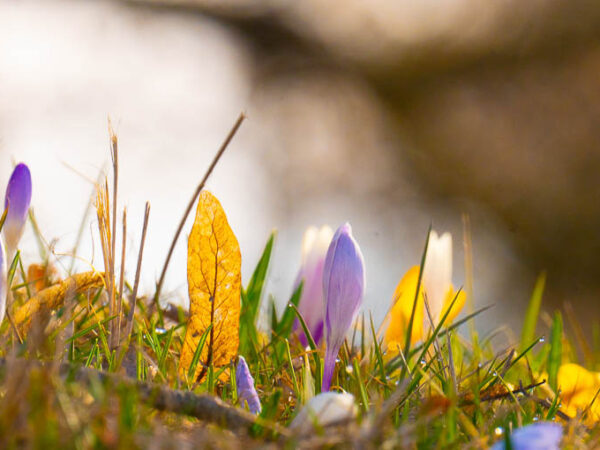 Påskebilde krokus