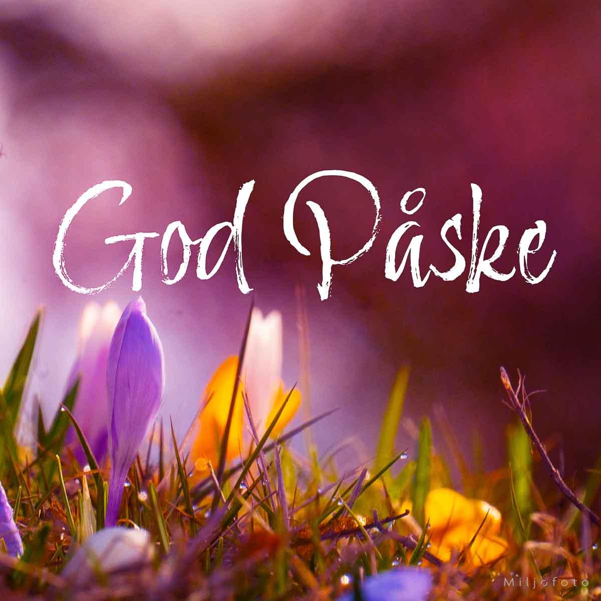 Påskebilde (3)