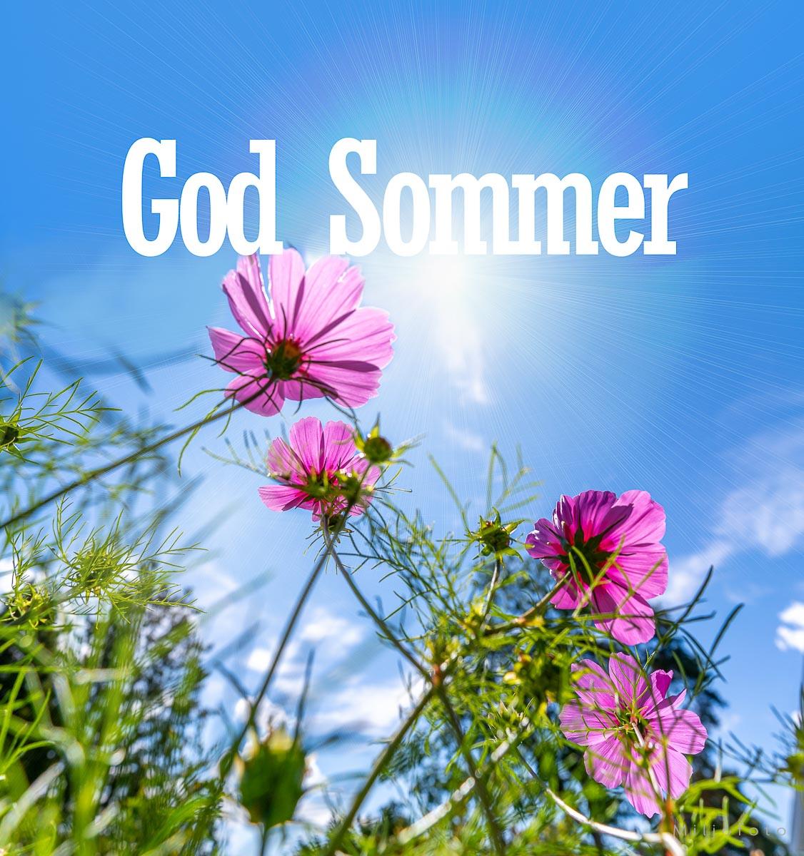 God Sommer i engen