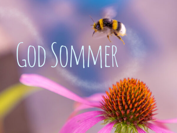 En humle som flyr mellom blomster i en blomstereng