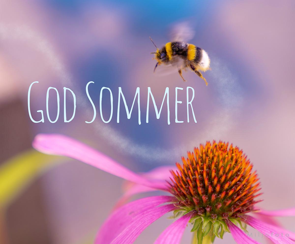 God Sommer (1) En humle som flyr mellom blomster i en blomstereng