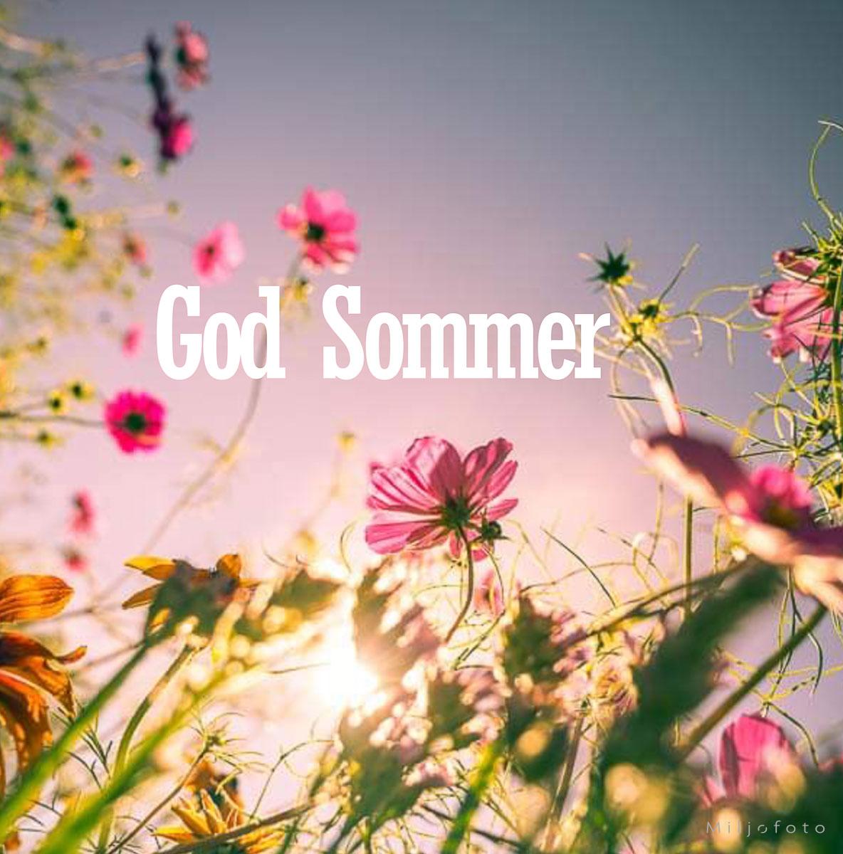 God Sommer (12) "Fargerike blomster i sollys med teksten 'God Sommer' på rosa himmelbakgrunn."