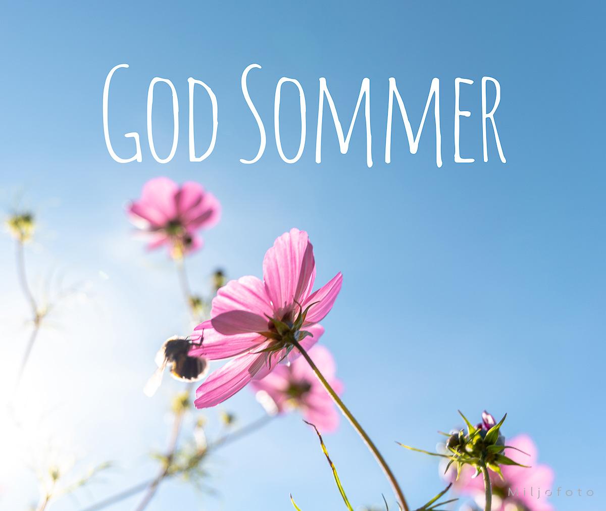 Rosa blomster mot en blå himmel med teksten 'God Sommer' og en bie som sitter på en blomst.