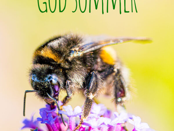 God Sommer, nærbilde av humle som sitter på en lilla blomst. nydelig bilde.