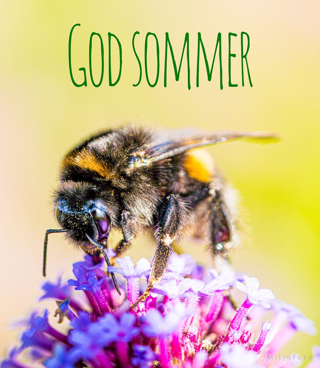 God Sommer (15) God Sommer, nærbilde av humle som sitter på en lilla blomst. nydelig bilde.