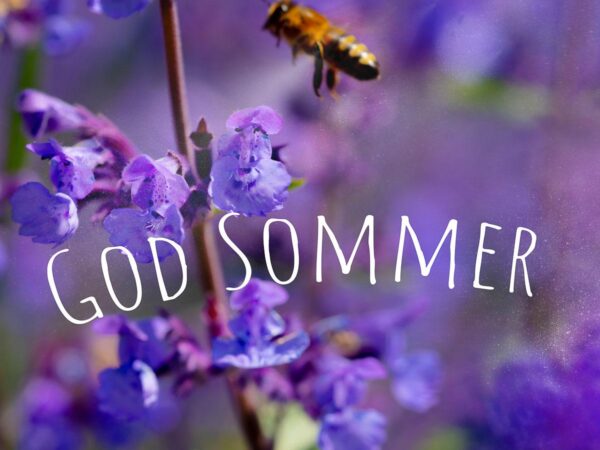 God Sommer - med bie