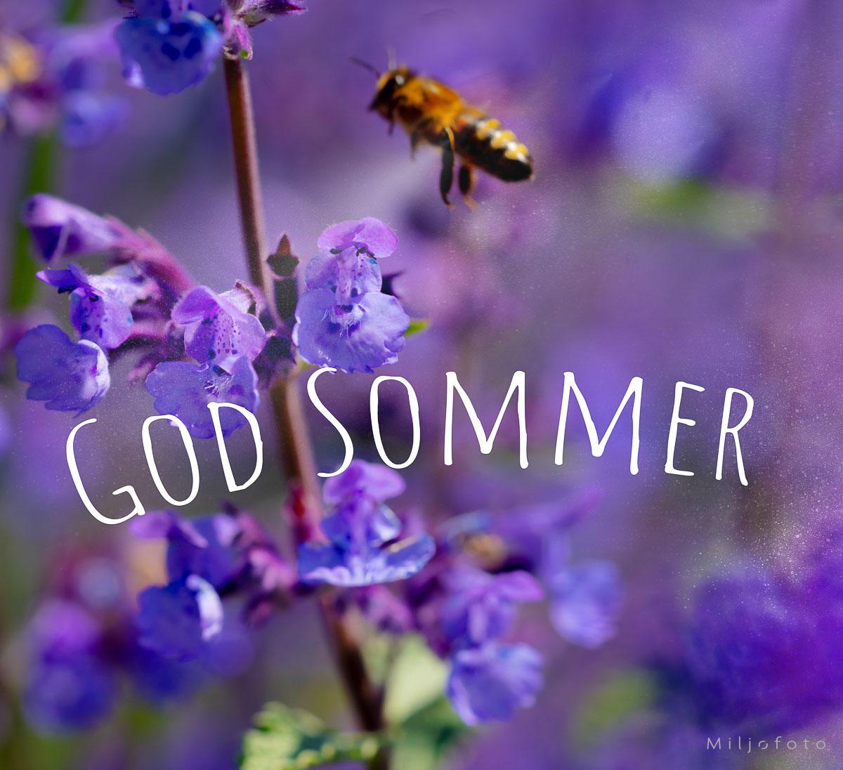 God Sommer - med bie God Sommer - med bie