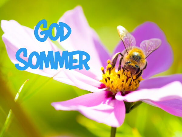 God Sommer, en bie sitter på en blomst i strålende sol.