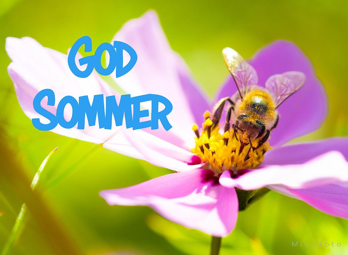 God Sommer (18) God Sommer, en bie sitter på en blomst i strålende sol.