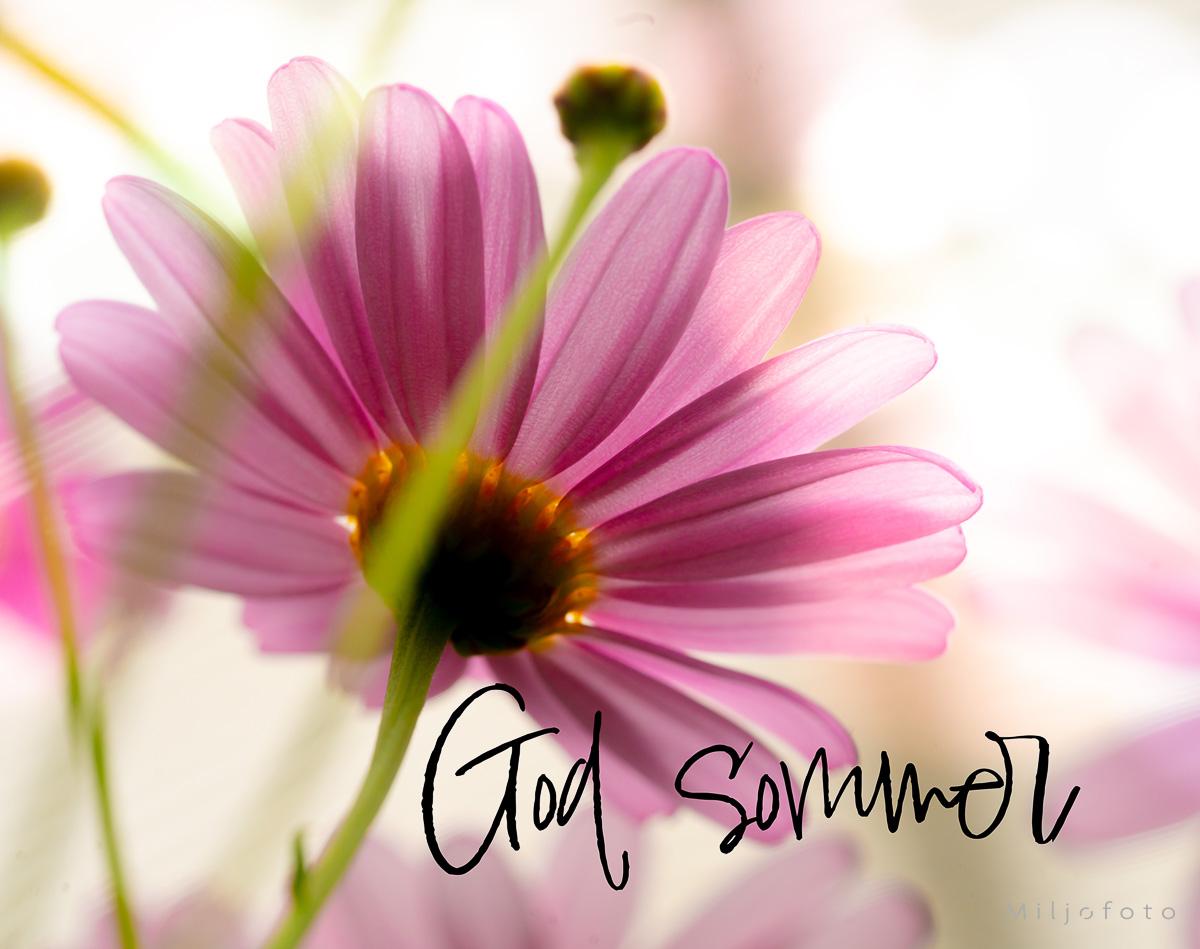 God Sommer - Blomster God Sommer - Blomster