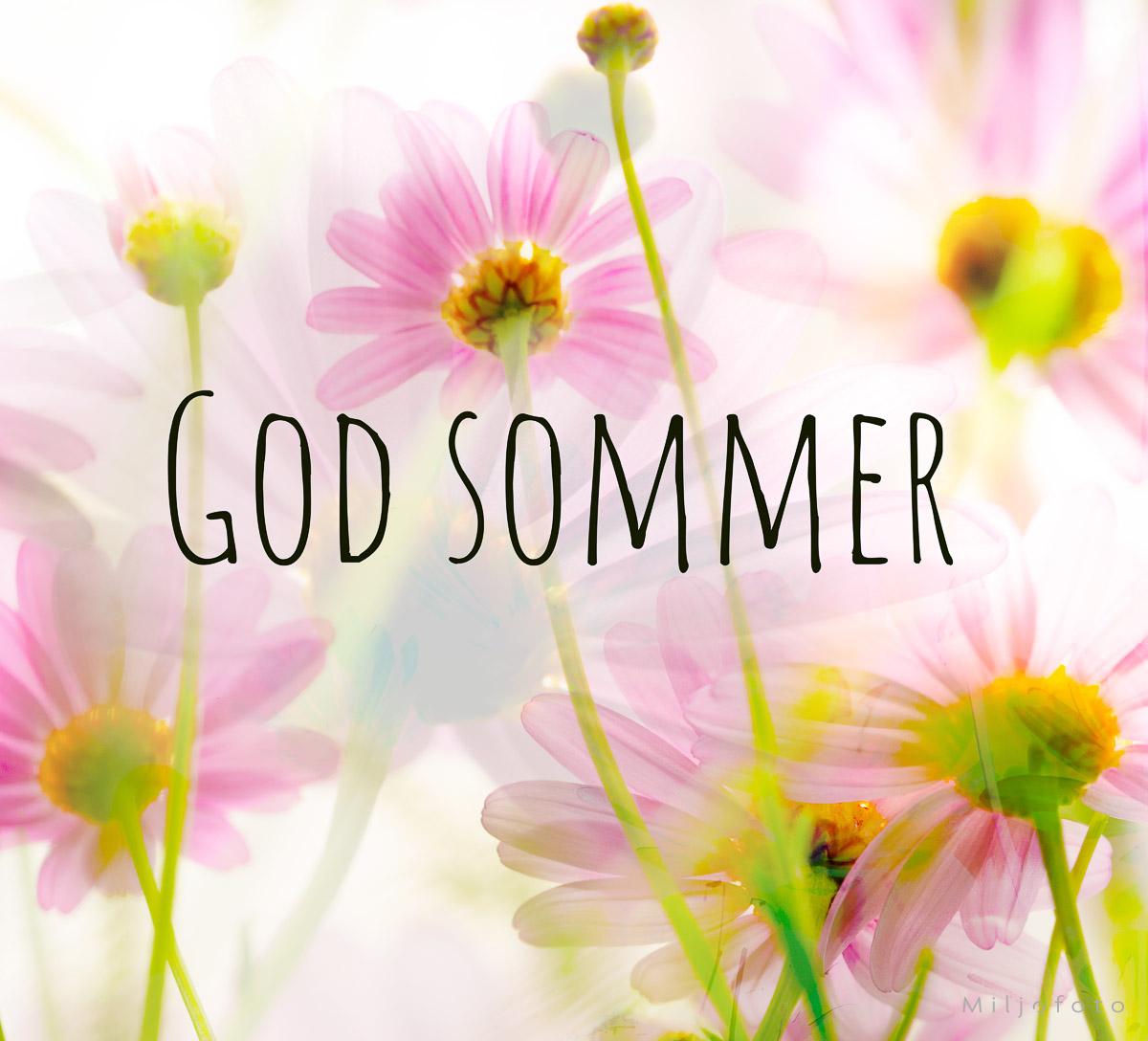 God Sommer (blomster) God Sommer (blomster)