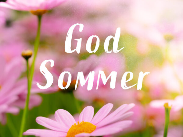 God Sommer - Rosa