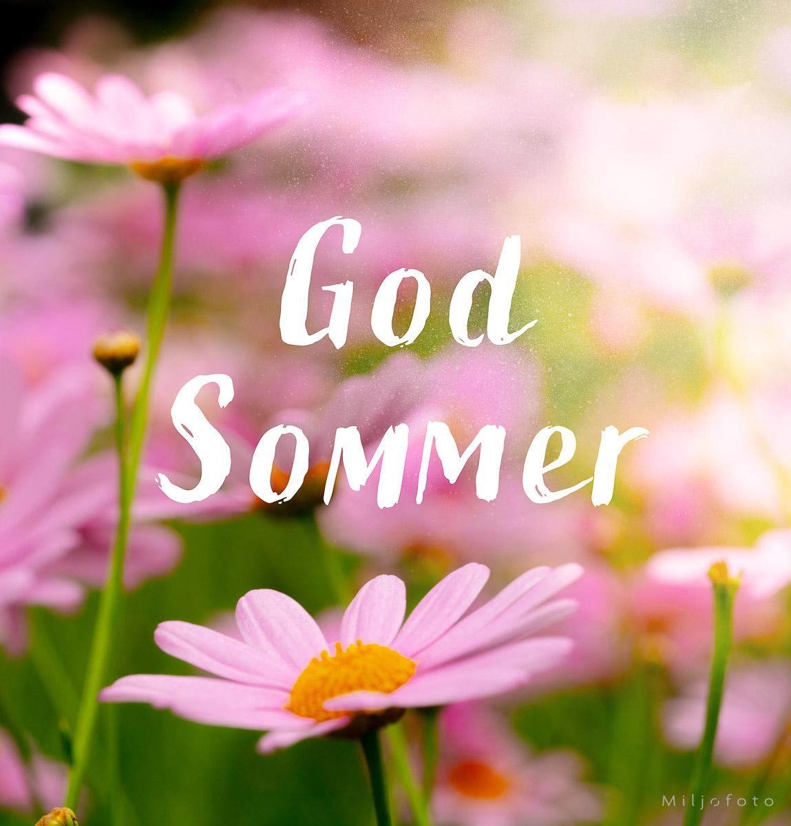 God Sommer - Rosa