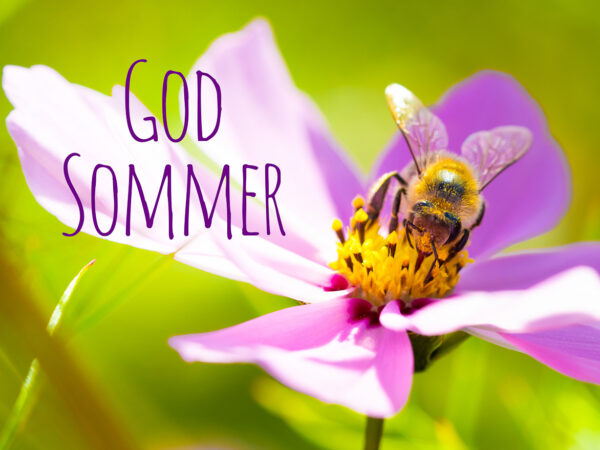 En bie samler nektar fra en rosa blomst i solskinnet, med teksten 'God Sommer' skrevet i lilla bokstaver.