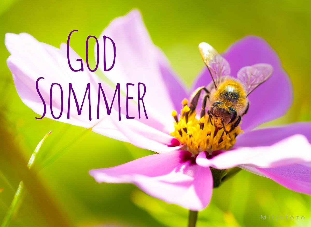 God Sommer (8) En bie samler nektar fra en rosa blomst i solskinnet, med teksten 'God Sommer' skrevet i lilla bokstaver.