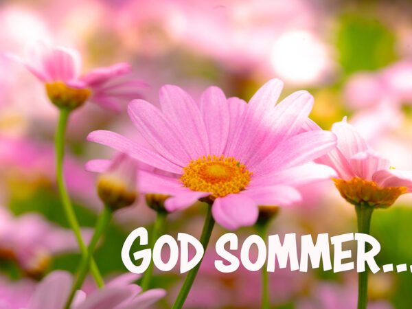 God Sommer - Rosa blomster