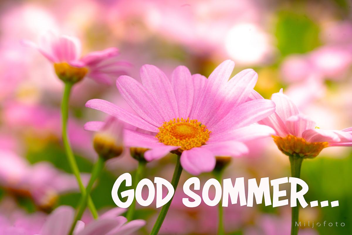 God Sommer - Rosa blomster