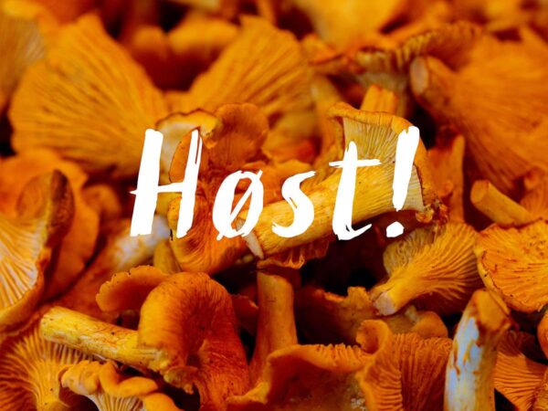 Høst - Kantarell