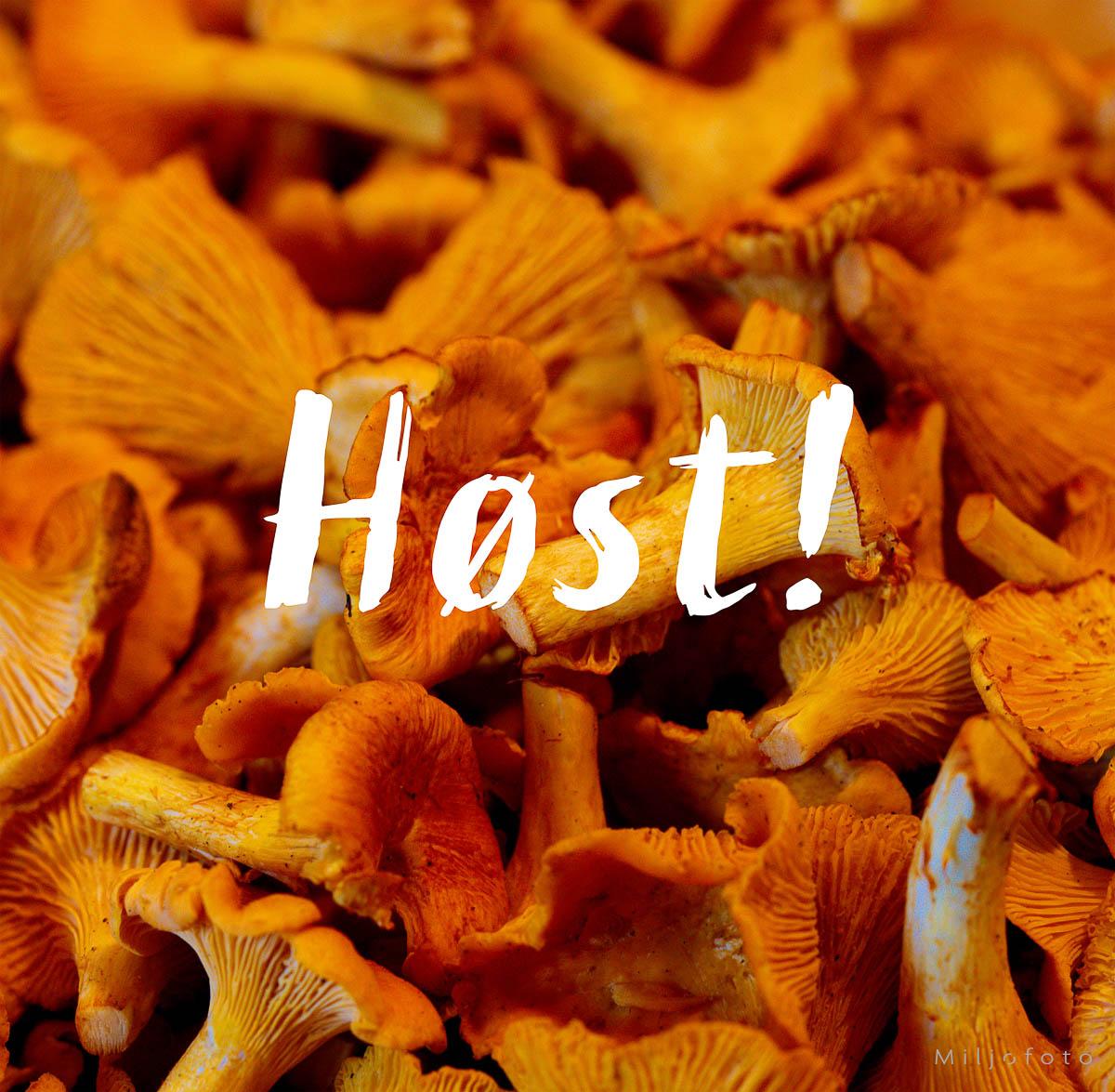 Høst - Kantarell