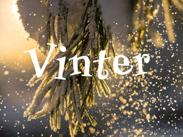 vinterdryss