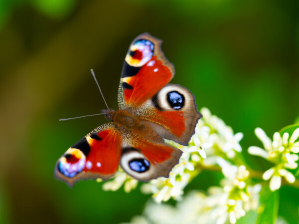 Dagpåfugløye - Dyr