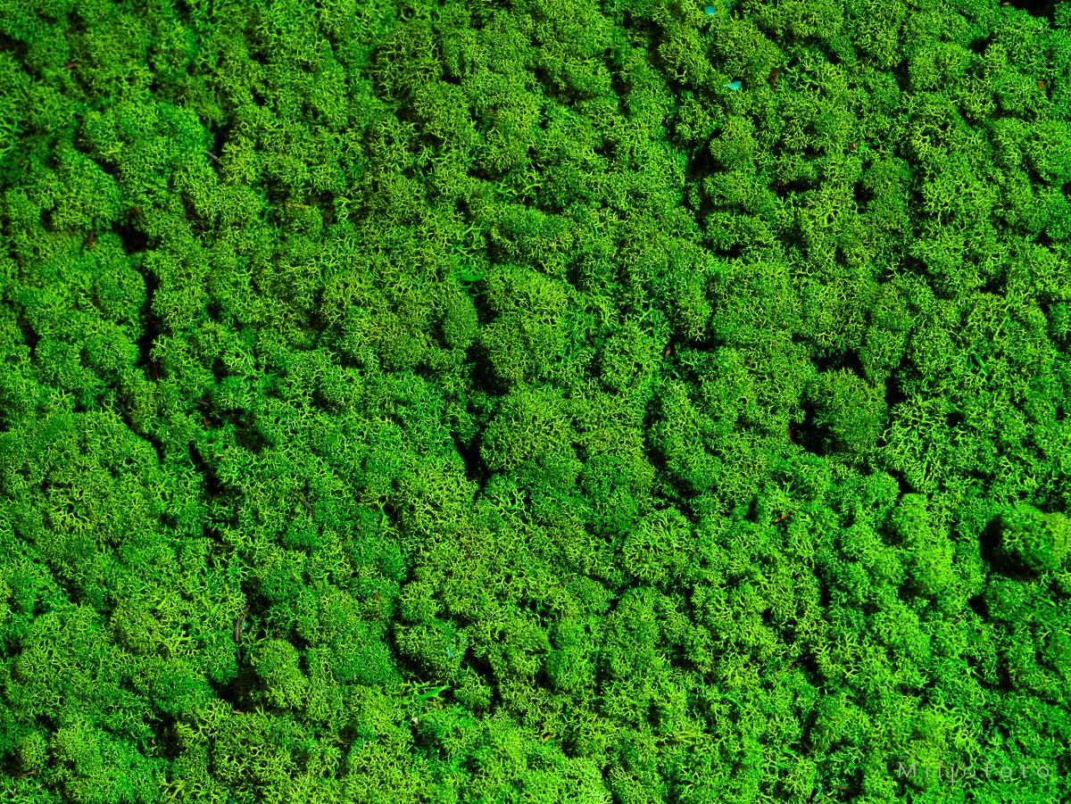 Mosevegg - Bakgrunner Mosevegg - Bakgrunner