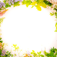 Blomster i ramme - Blomster