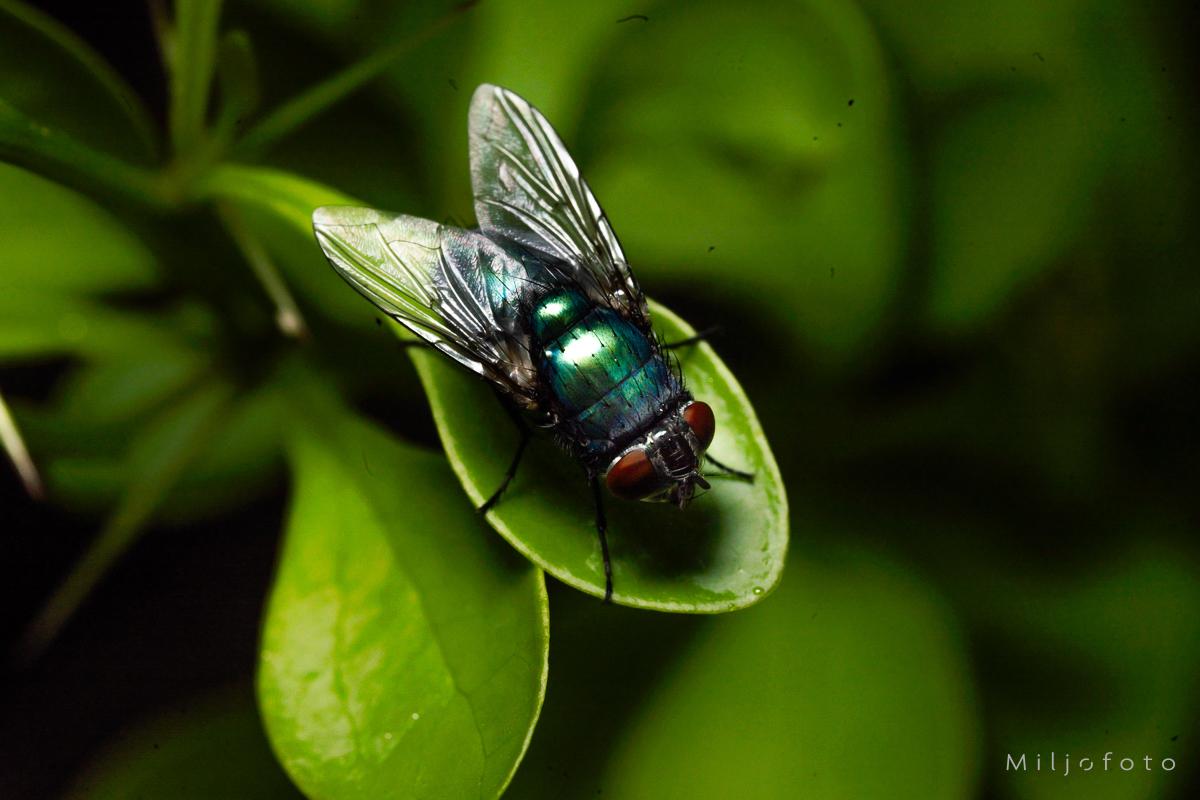 Grønn flue - Dyr Grønn flue - Dyr