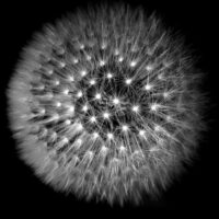 Løvetann - Blomster