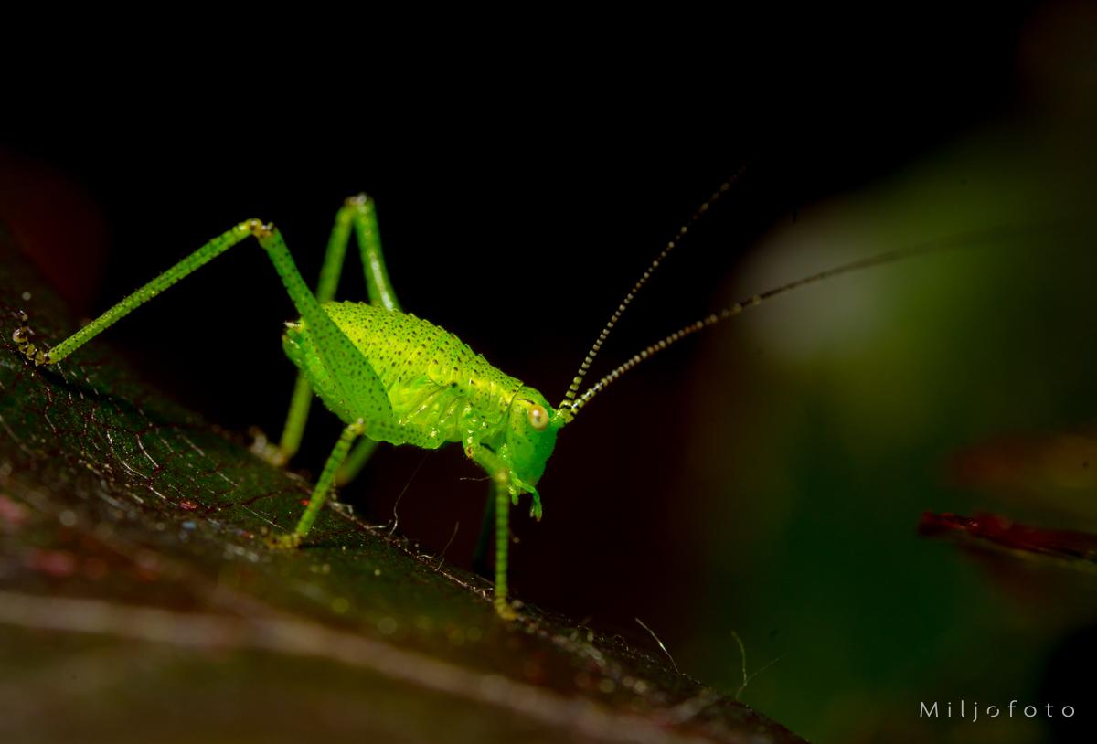 Grønn Gresshoppe - Dyr Grønn Gresshoppe - Dyr