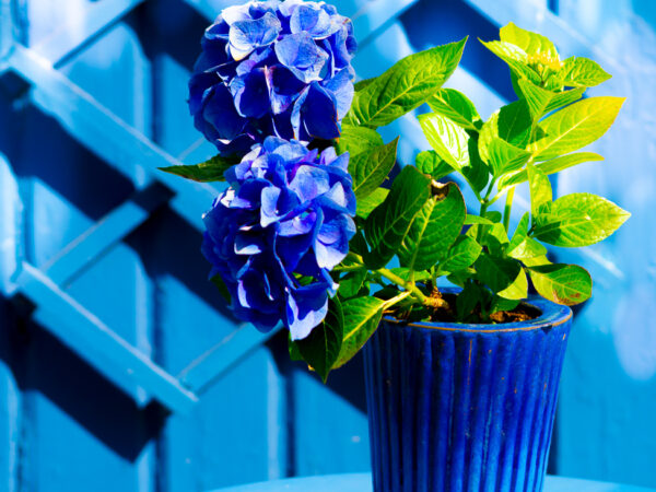 Plante i blått - Interiør