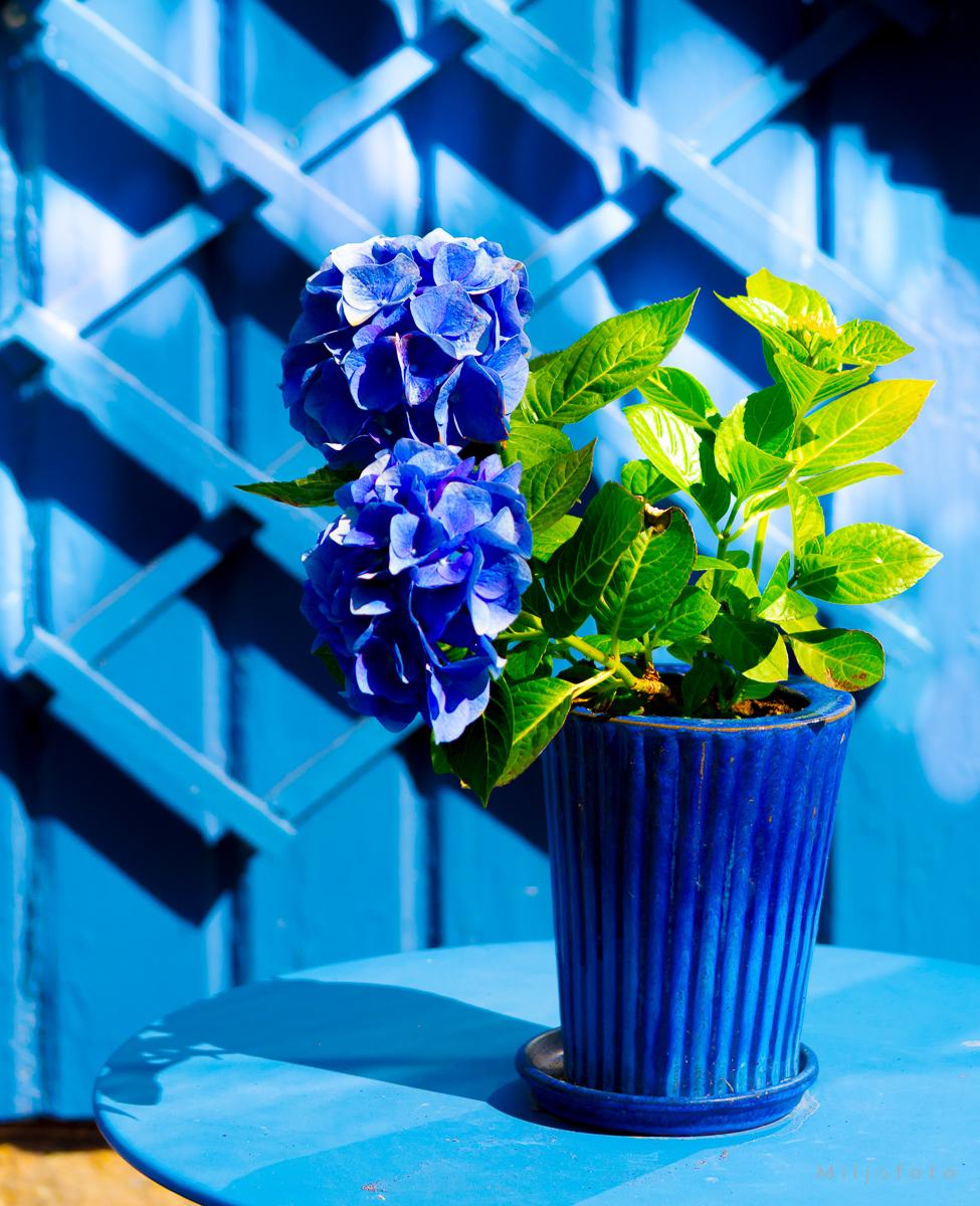 Plante i blått - Interiør Plante i blått - Interiør