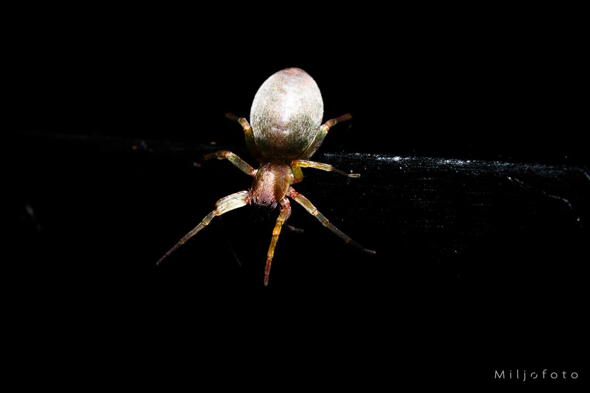 Nattskyggens Edderkopp Nattskyggens Edderkopp